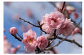 Fresh Cherry Blossom Branches