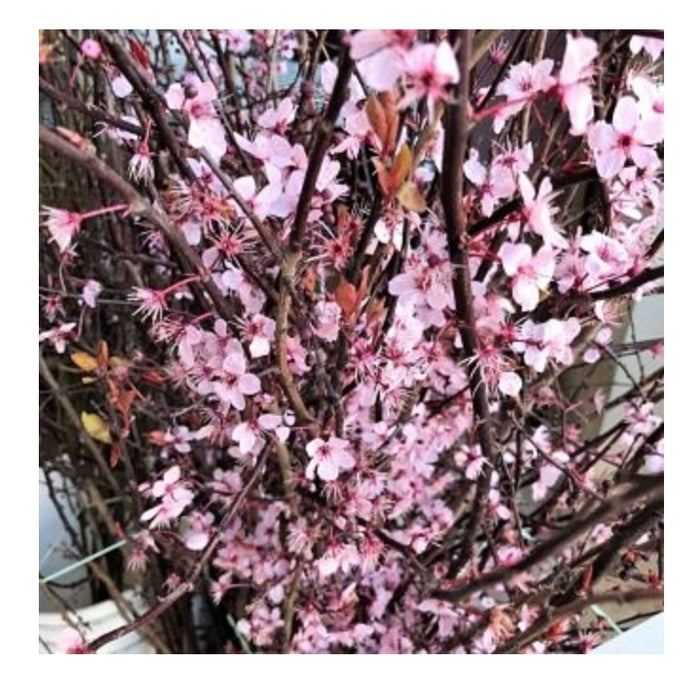 Fresh Cherry Blossom Branches