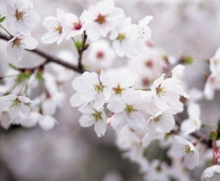 Fresh Cherry Blossom Branches