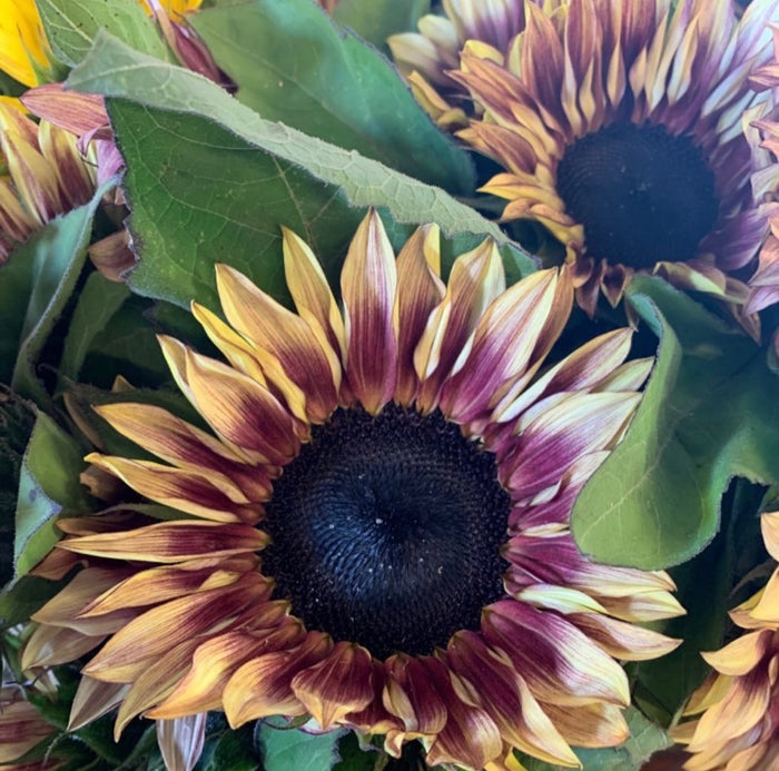 Fresh sunflowers