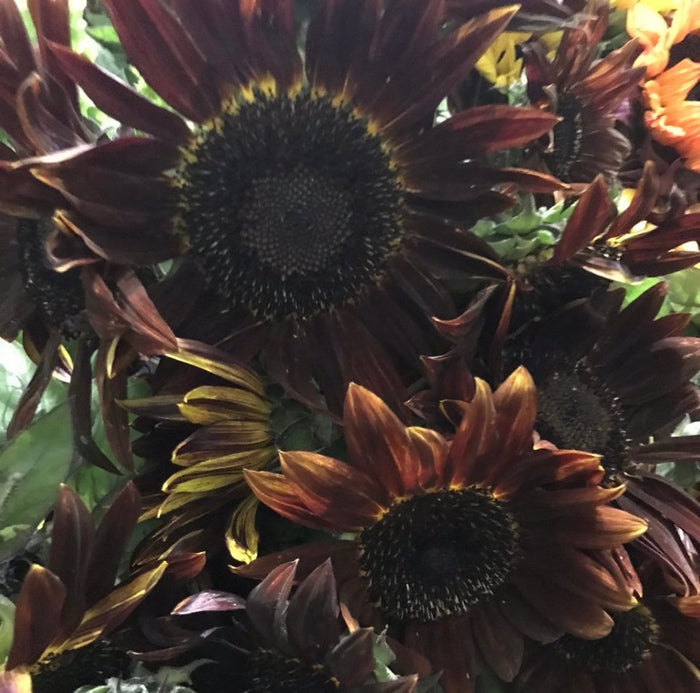 Fresh sunflowers