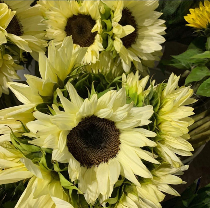 Fresh sunflowers
