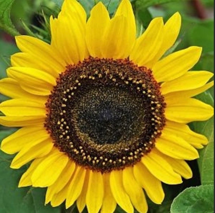 Fresh sunflowers