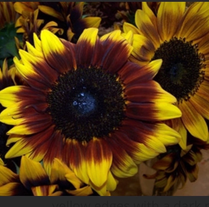 Fresh sunflowers