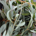 fresh willow eucalyptus - 3 generous growers bundles- usa grown
