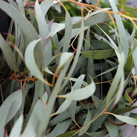 fresh willow eucalyptus - 3 generous growers bundles- usa grown