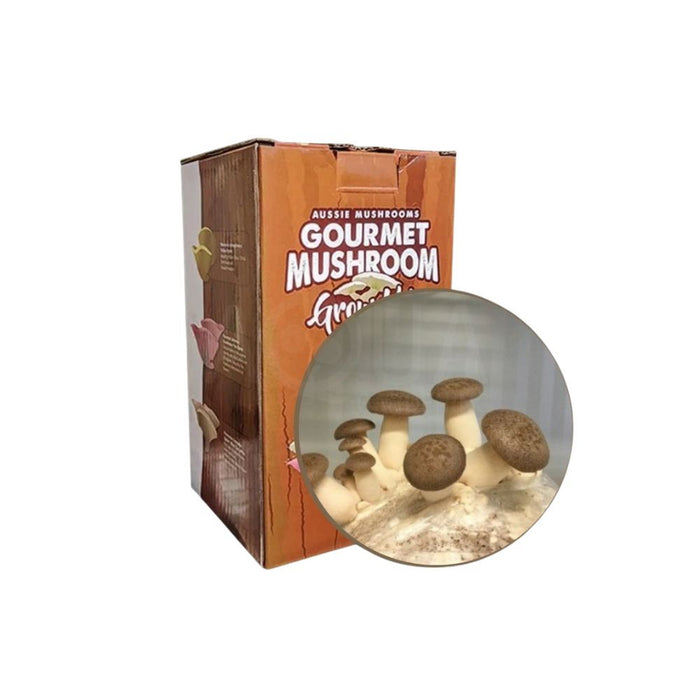 King Oyster Aussie Mushroom Kit