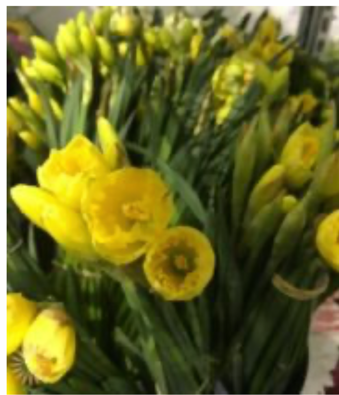 Spring Flower Collection