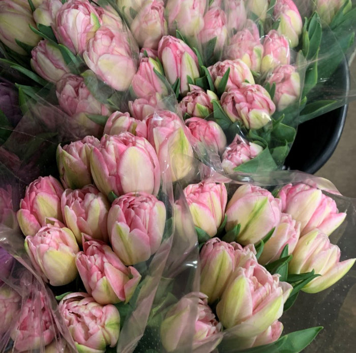 Spring Flower Collection
