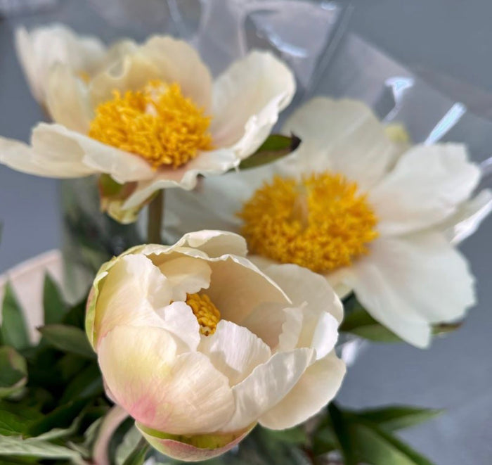 Spring Flower Collection