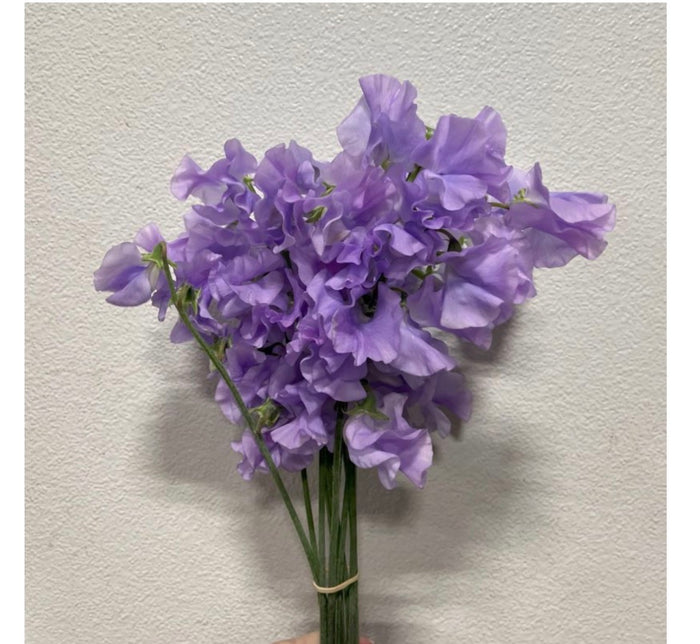 Spring Flower Collection