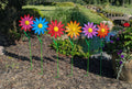 Sunburst Daisy