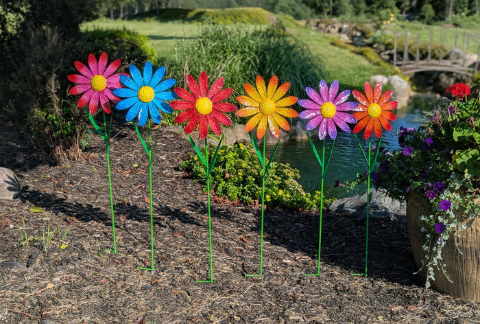 Sunburst Daisy